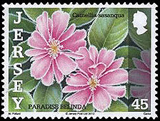 Camellia on Jersey Scott 1640