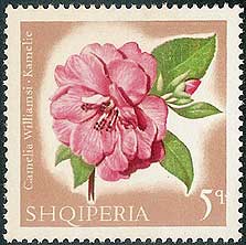 Camellia on Albania Scott 1017