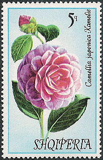 Camellia on Albania Scott 1425