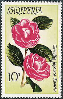 Camellia on Albania Scott 1426
