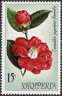 Camellia on Albania Scott 1427