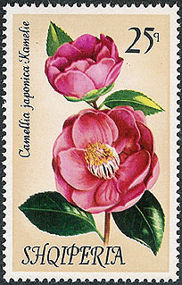 Camellia on Albania Scott 1428