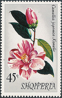 Camellia on Albania Scott 1429