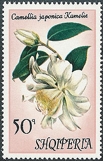 Camellia on Albania Scott 1430