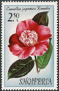 Camellia on Albania Scott 1431