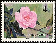 Camellia on China Scott 1530