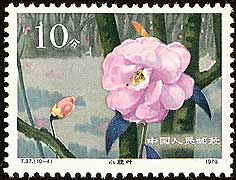 Camellia on China Scott 1533