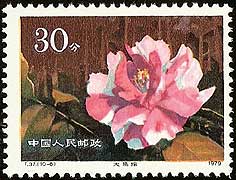 Camellia on China Scott 1535