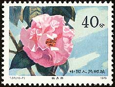 Camellia on China Scott 1536
