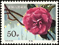 Camellia on China Scott 1537