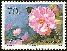 Camellia on China Scott 1539