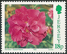 Camellia on Jersey Scott 703