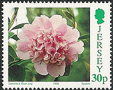 Camellia on Jersey Scott 705