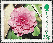 Camellia on Jersey Scott 706