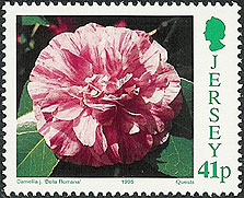 Camellia on Jersey Scott 707