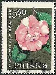 Camellia on Poland Scott 1290