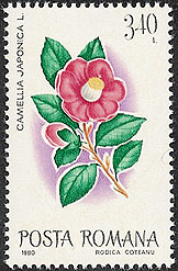 Camellia on Romania Scott 2954