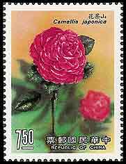 Camellia on China Scott 2626