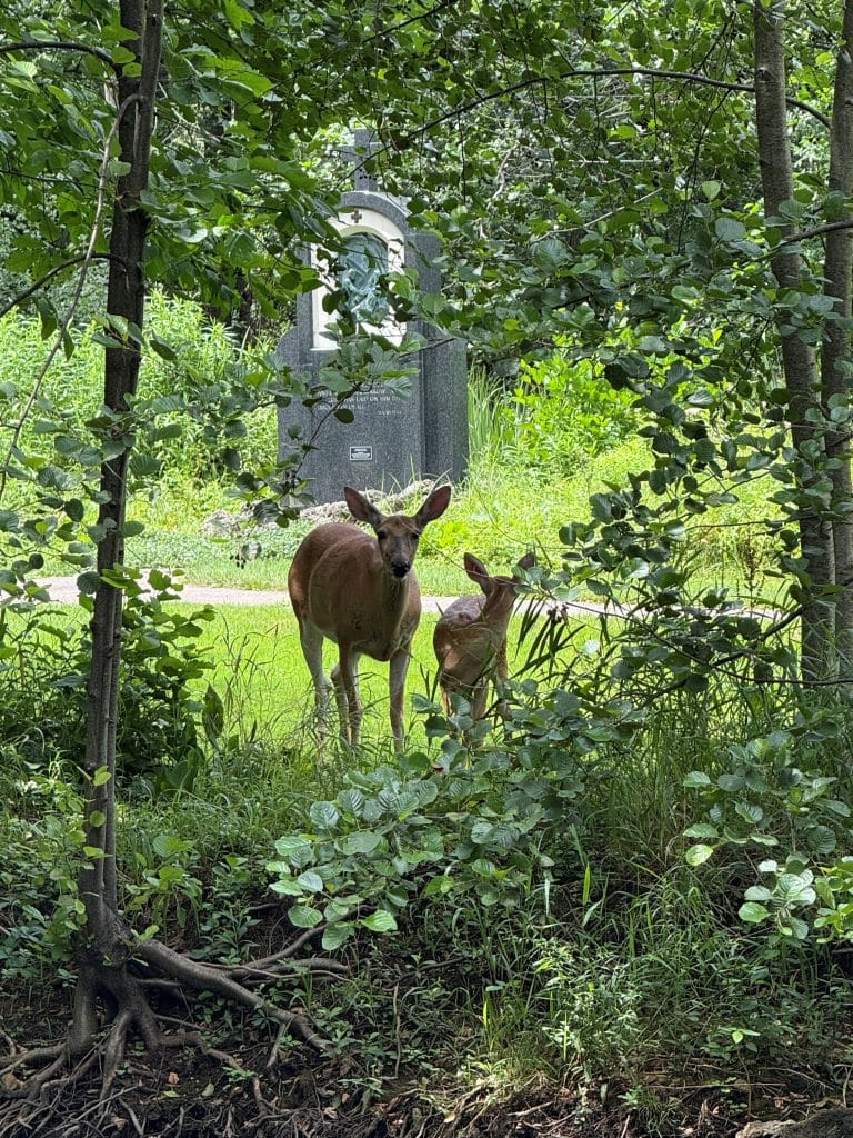 Mother deer and fawn